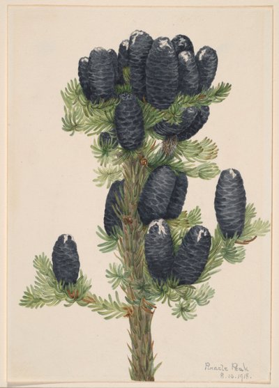  av Mary Vaux Walcott
