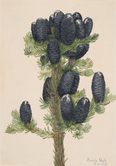 Alpegran Abies lasiocarpa, 1918. av Mary Vaux Walcott