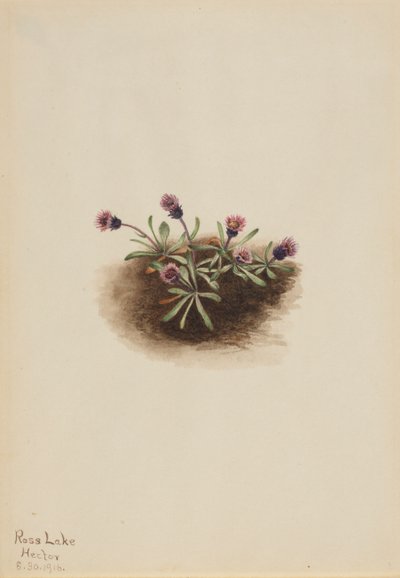 Alpine Fleabane Erigeron unalaschcensis, 1916. av Mary Vaux Walcott