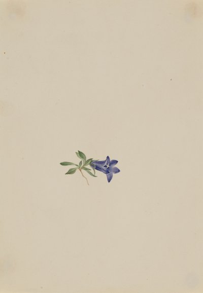 Alpine Harebell Campanula lasiocarpa, n.d. av Mary Vaux Walcott