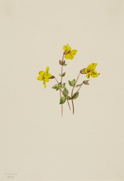 Alpine apeblomst Mimulus caespitosus, 1904. av Mary Vaux Walcott