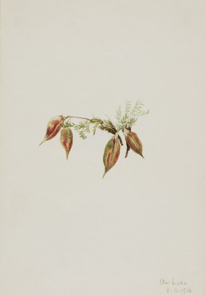  av Mary Vaux Walcott