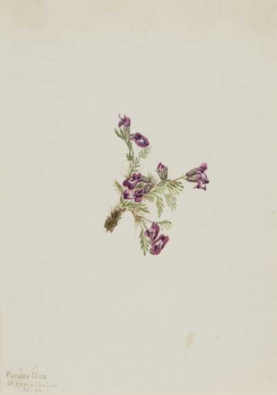 Alpine Pointvetch Oxytropis podocarpa, 1916. av Mary Vaux Walcott