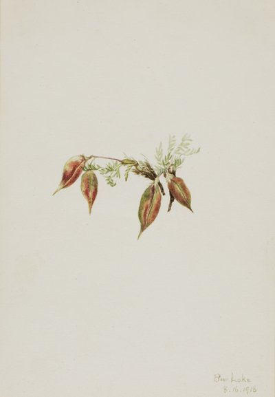 Alpine Pointvetch Oxytropis podocarpa, 1918. av Mary Vaux Walcott
