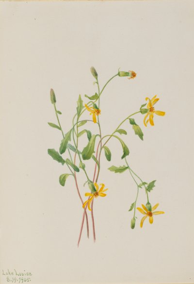 Alpe-ragurt (Senecio-art) av Mary Vaux Walcott