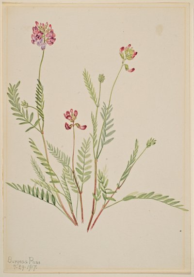  av Mary Vaux Walcott