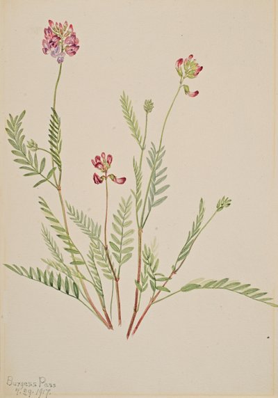 Alpine Vetch Astragalus bourgovii, 1917. av Mary Vaux Walcott