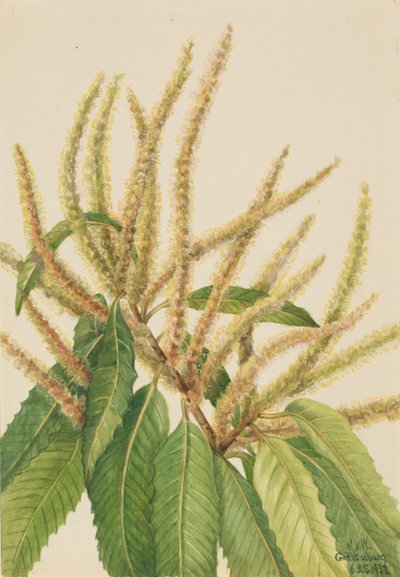 Amerikansk kastanje (Castanea dentata) av Mary Vaux Walcott