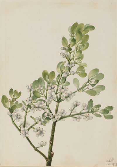 Amerikansk misteltein Phoradendron flavescens, 1923. av Mary Vaux Walcott