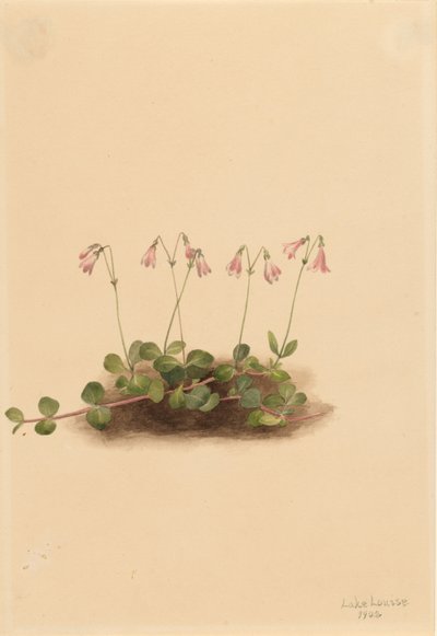  av Mary Vaux Walcott