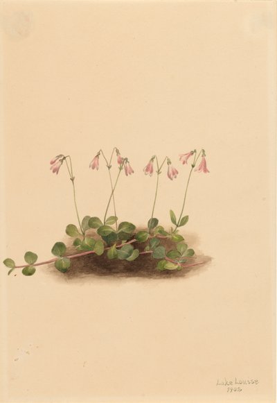 Amerikansk tvillingblomst Linnaea borealis americana, 1902. av Mary Vaux Walcott