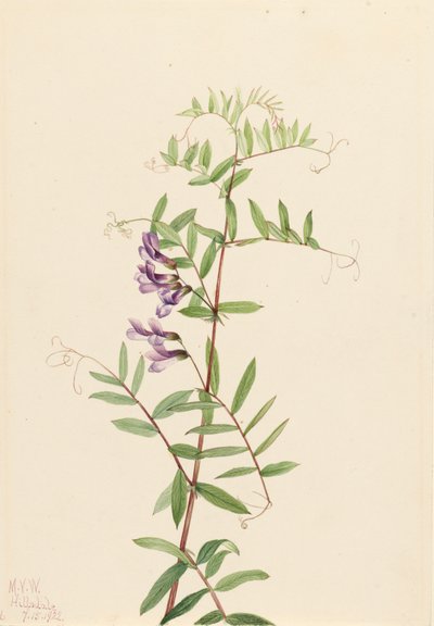 American Vetch Vicia americana, 1922. av Mary Vaux Walcott