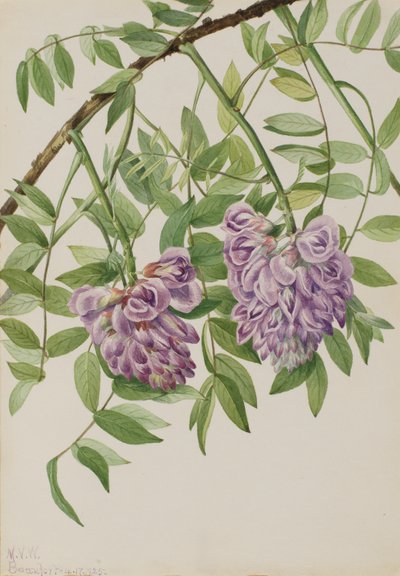 Amerikansk Wisteria Kraunhia frutescens, 1925. av Mary Vaux Walcott