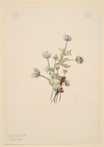  av Mary Vaux Walcott