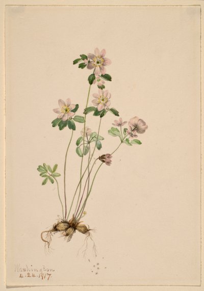  av Mary Vaux Walcott