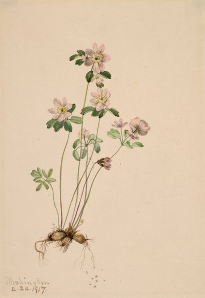 Anemonella Syndesmon thalektroides, 1917. av Mary Vaux Walcott