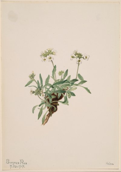  av Mary Vaux Walcott