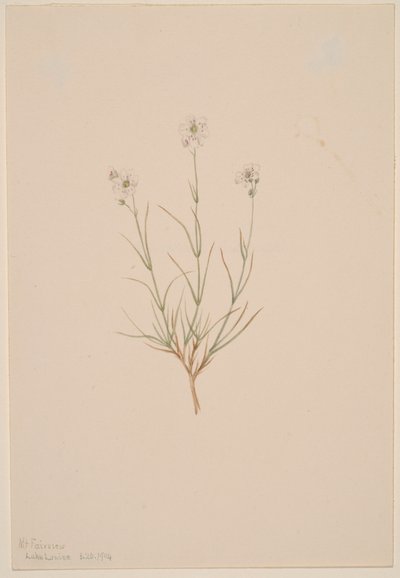 Formosa sandstein, 1904. av Mary Vaux Walcott