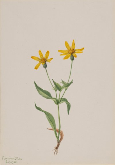 Arnica alpina, 1905. av Mary Vaux Walcott