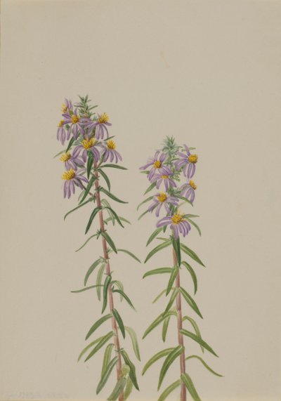 Aster Aster hirariifolius, 1923. av Mary Vaux Walcott