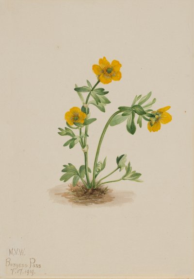 Avalanche Buttercup Ranunculus suksdorfii, 1919. av Mary Vaux Walcott