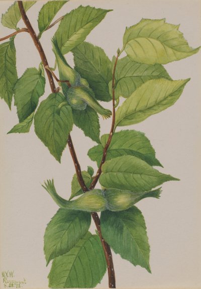  av Mary Vaux Walcott