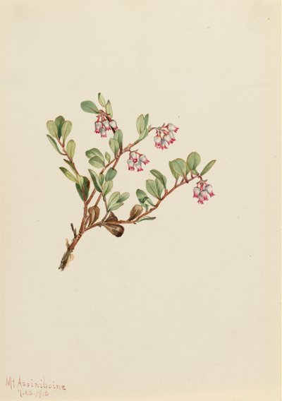 Bjørnebær Arctostaphylos uva-ursi, 1916. av Mary Vaux Walcott