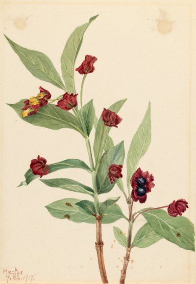  av Mary Vaux Walcott