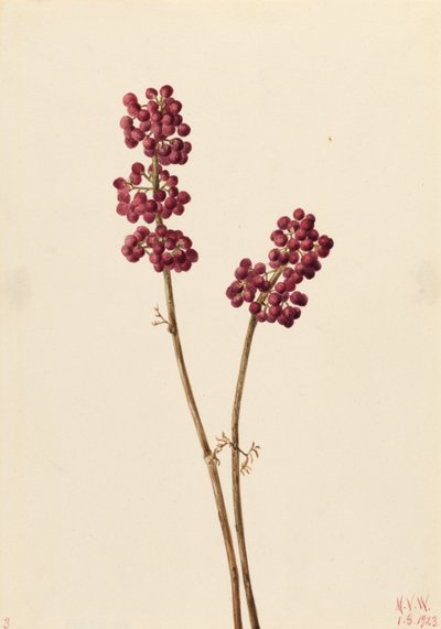  av Mary Vaux Walcott