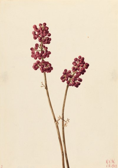 Beauty Berry Callicarpa americana, 1923. av Mary Vaux Walcott