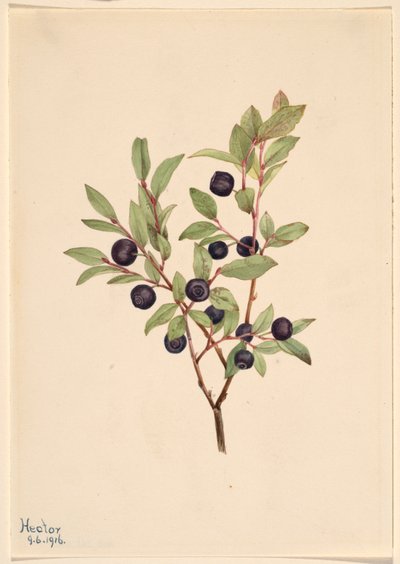 Stort hornbær (Vaccinium membranaceum) av Mary Vaux Walcott