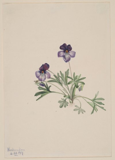  av Mary Vaux Walcott