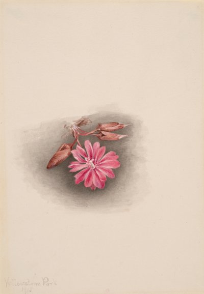 Bitterroot Lewisia redivivia, 1915. av Mary Vaux Walcott