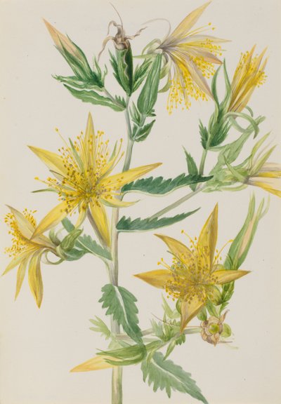 Brennende stjerne Mentzelia laevicaulis, ca. 1930-tallet. av Mary Vaux Walcott