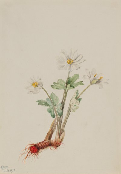  av Mary Vaux Walcott