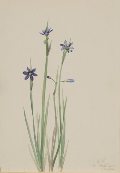  av Mary Vaux Walcott