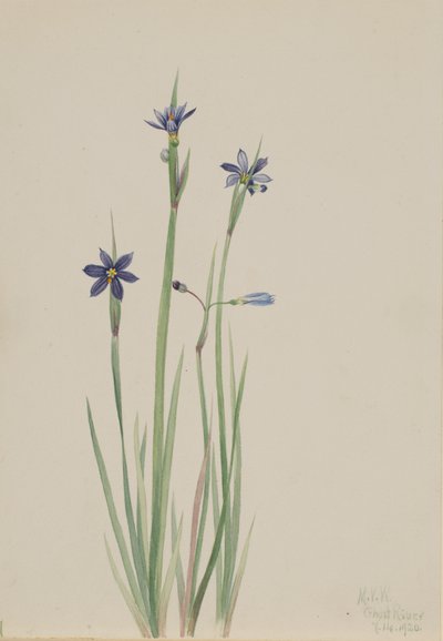 Blåøyde gress Sisyrinchium angustifolium, 1920. av Mary Vaux Walcott