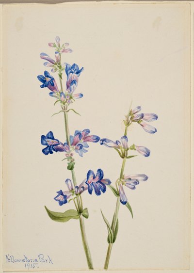 Blå skjeggtunge (Pentstemon) av Mary Vaux Walcott