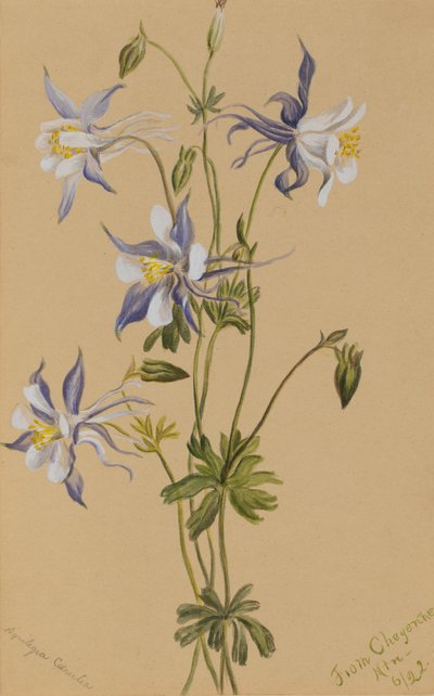 Blue Columbine Aquilegia caerulea, 1922. av Mary Vaux Walcott