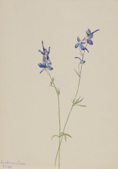  av Mary Vaux Walcott