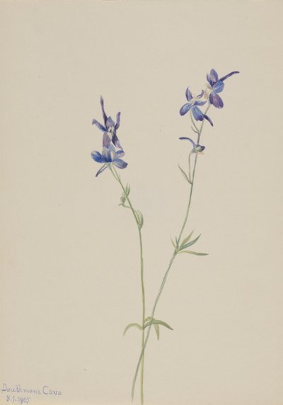 Blue Larkspur Delphinium nuttallianum, 1905. av Mary Vaux Walcott