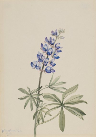 Blå Lupin Lupinus argenteus, 1915. av Mary Vaux Walcott