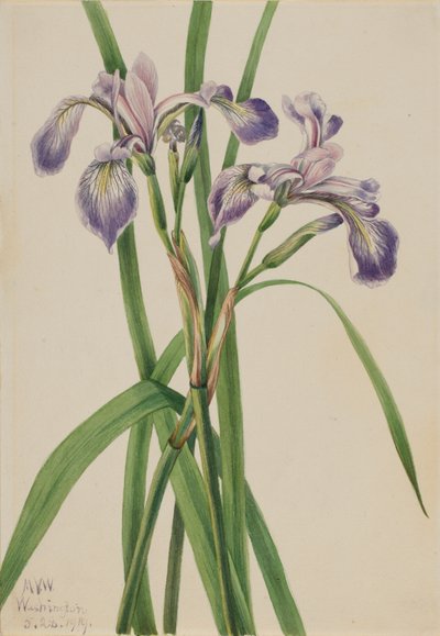 Blått flagg Iris Iris versicolor, 1919. av Mary Vaux Walcott