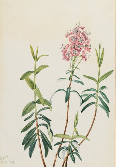 Bog Kalmia Kalmia polifolia, 1922. av Mary Vaux Walcott