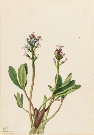  av Mary Vaux Walcott