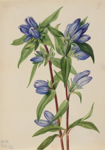  av Mary Vaux Walcott