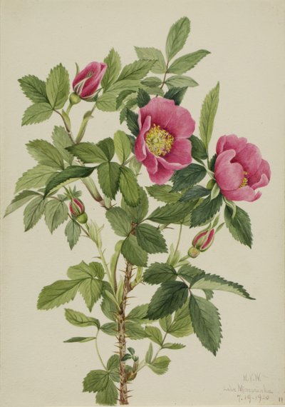 Bourgeau Rose Rosa bourgeauiana, 1920. av Mary Vaux Walcott