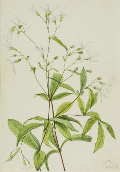  av Mary Vaux Walcott