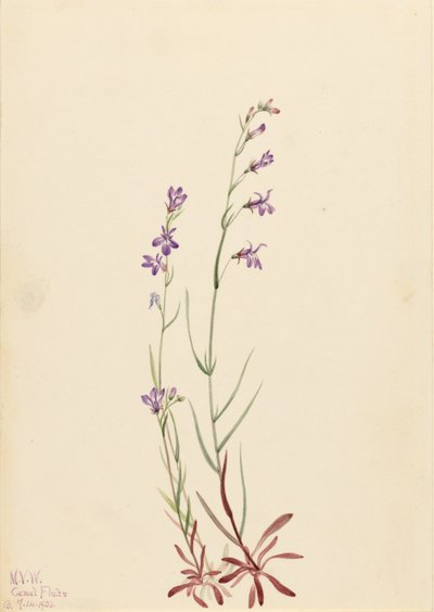  av Mary Vaux Walcott