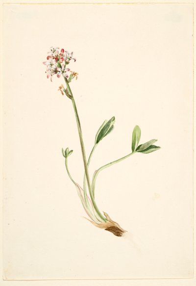 Bokhvete (Menyanthes trifoliata) av Mary Vaux Walcott